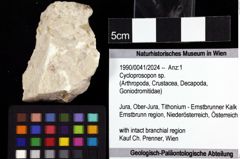 Foto (Objket + Etiketten) von Cycloprosopon sp. 